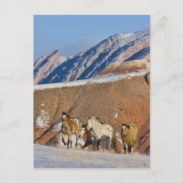 Big Horn Mountain, hästar som springer Vykort (Framsida)