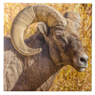 Big Horn Ram Kakelplatta