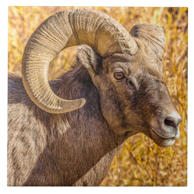 Big Horn Ram Kakelplatta (Framsidan)