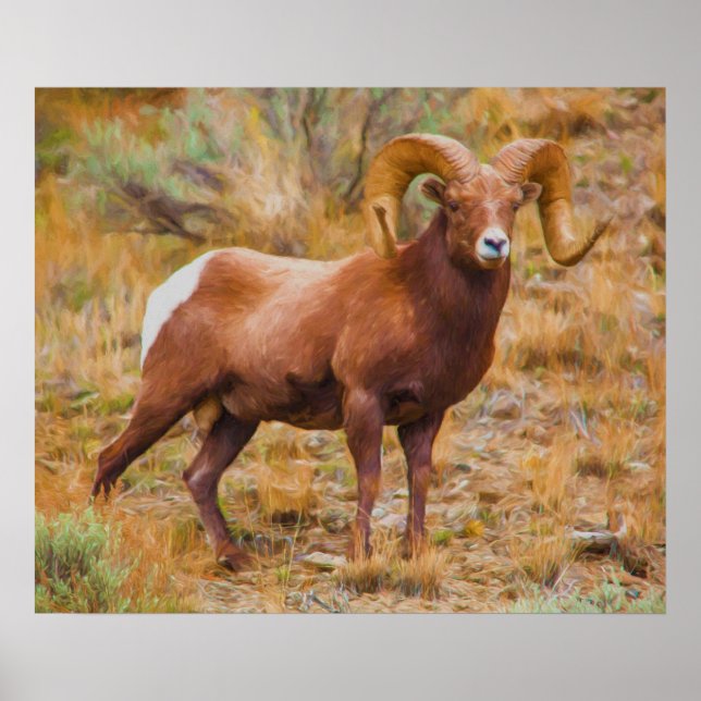 Big Horn Ram Poster (Framsidan)