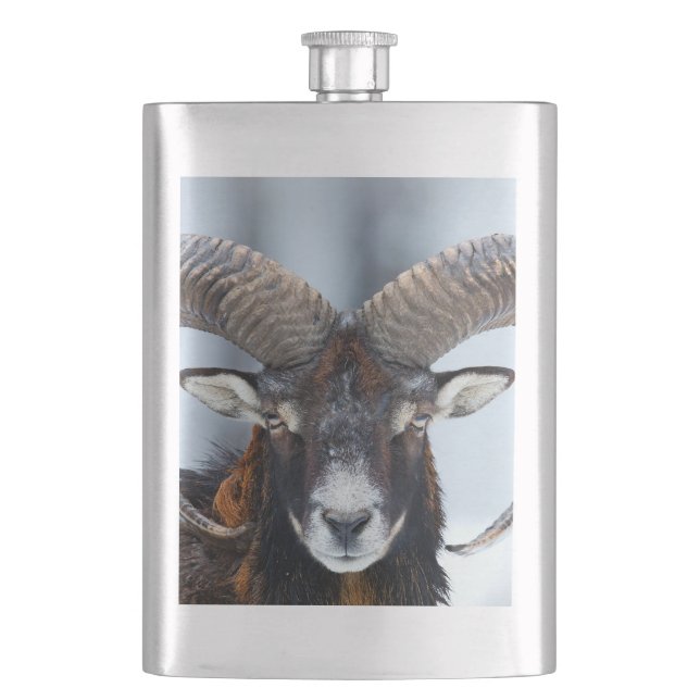 Big Horn Ram Sheep - Mouflon Fickplunta (Framsidan)