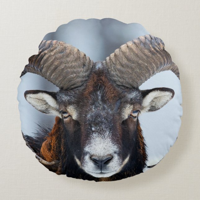 Big Horn Ram Sheep - Mouflon Rund Kudde (Framsidan)