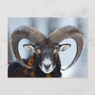 Big Horn Ram Sheep - Mouflon Vykort