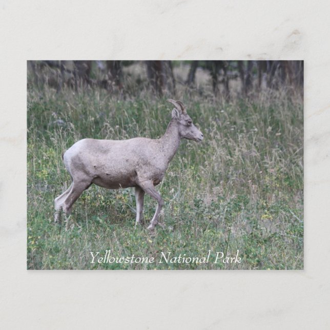Big Horn Sheep, Female, Yellowstone Vykort (Framsida)