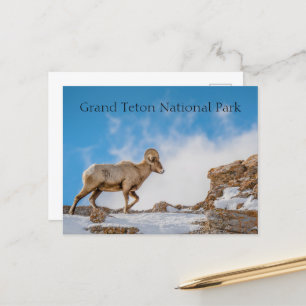 Big Horn Sheep Grand Teton nationalpark Vykort