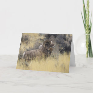 Big Horn Sheep Helgkort