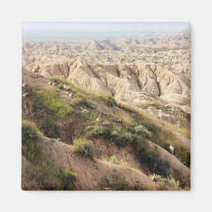 Big Horn Sheep i Badlands nationalpark, SD Magnet