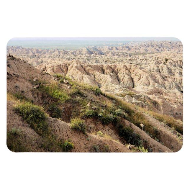 Big Horn Sheep i Badlands nationalpark, SD Magnet (Horisontell)