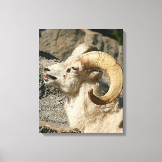 Big Horn Sheep Laughing Canvastryck (Framsida)