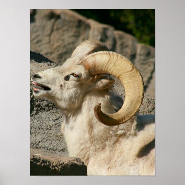 Big Horn Sheep Laughing Poster (Framsidan)