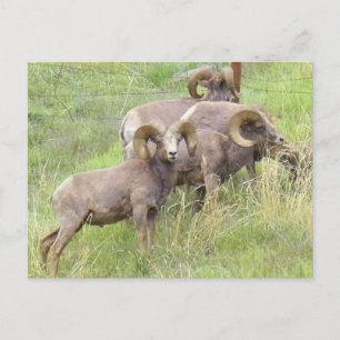 Big Horn Sheep Matar Vykort