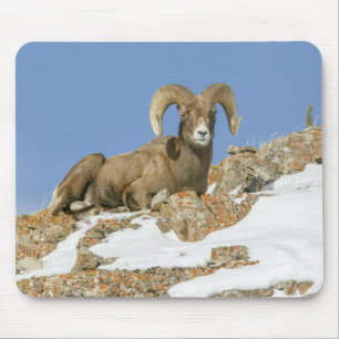 Big Horn Sheep Musmatta