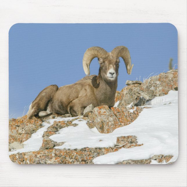 Big Horn Sheep Musmatta (Framsidan)