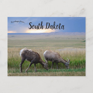 Big Horn Sheep South Dakota Vykort