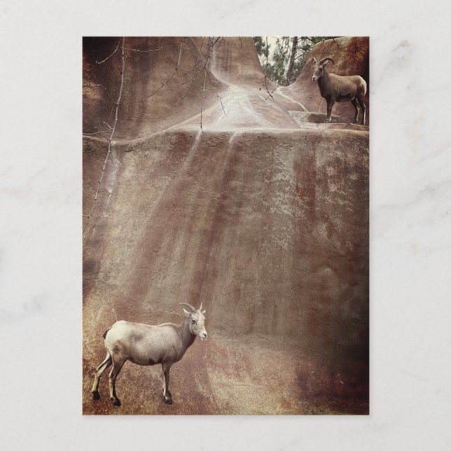 Big Horn Sheep Vykort (Framsida)