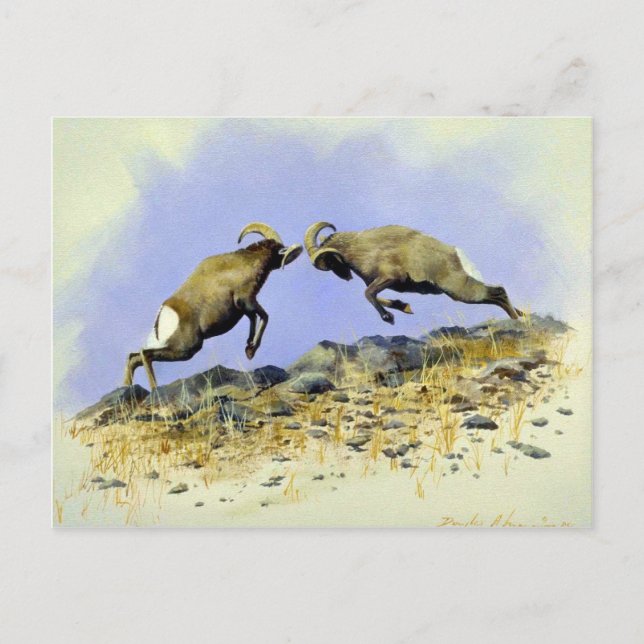 Big Horn Vykort (Framsida)