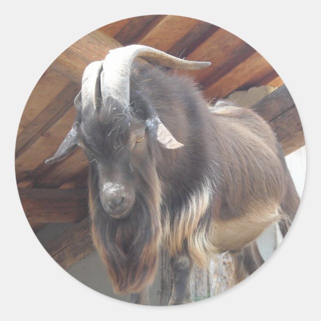 Big Horned Goat Runt Klistermärke (Framsida)
