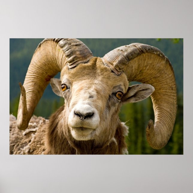 Big Horned Sheep Poster (Framsidan)
