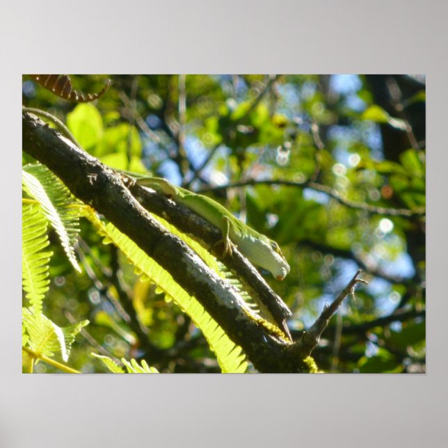 BIG ISLAND GECKO POSTER (Framsidan)