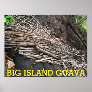 BIG ISLAND GUAVA POSTER