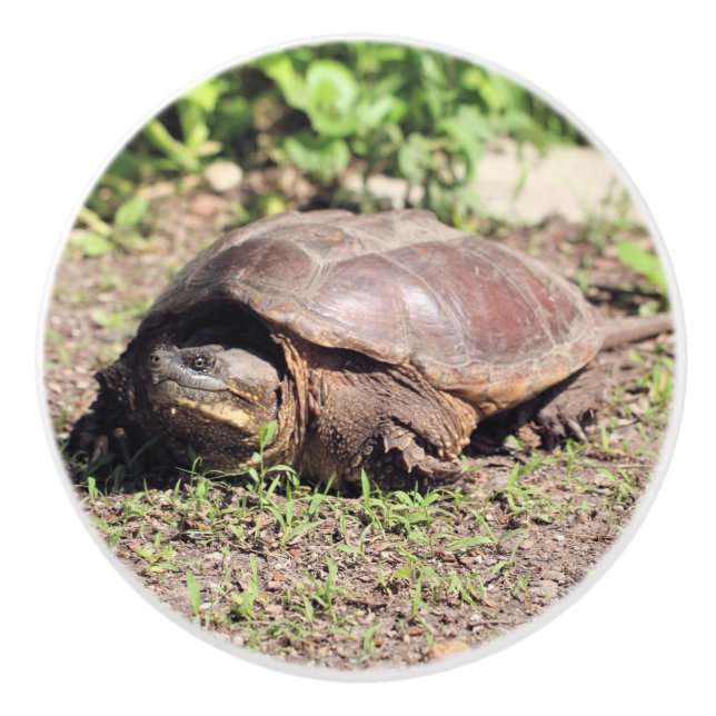 Big-kille Knopp (Framsidan)