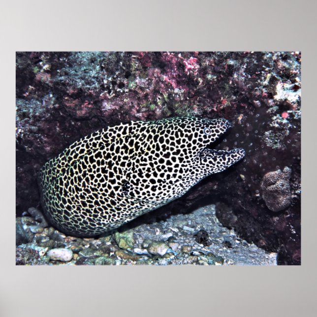 Big Leopard Moray Poster (Framsidan)