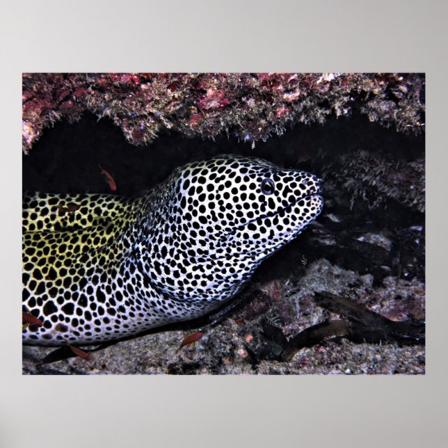Big Leopard Moray Poster (Framsidan)