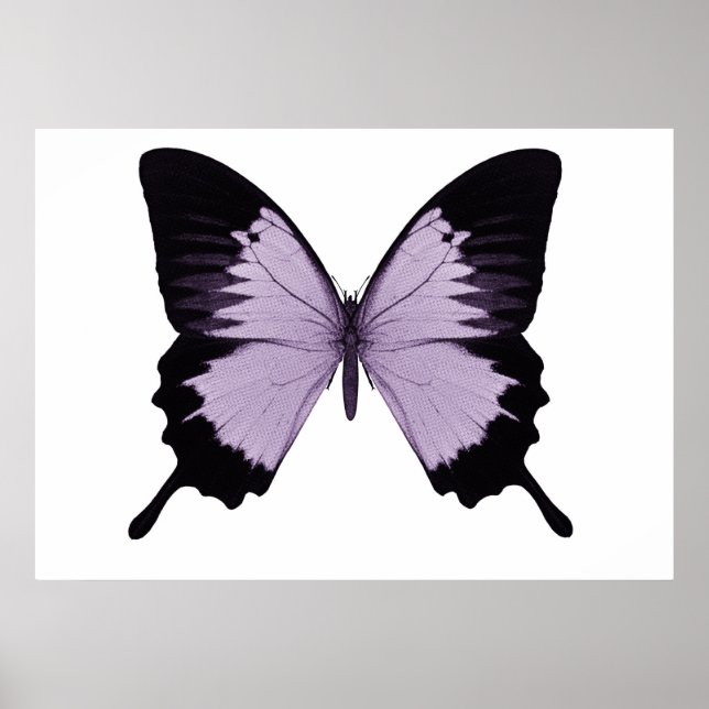 Big Lila & Black Butterfly Poster (Framsidan)