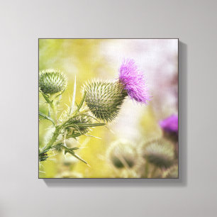 Big Lila Scottish Thistle Vild Flower Photo Canvastryck