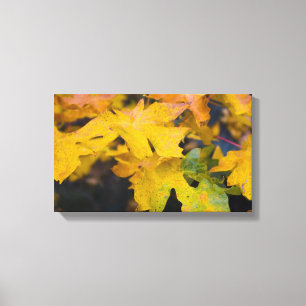 Big Löv Maple Wrapped Canvas 2