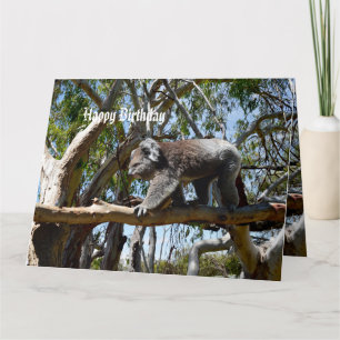 Big Male Koala Bear Tightrope Walker, Big Birthday Kort