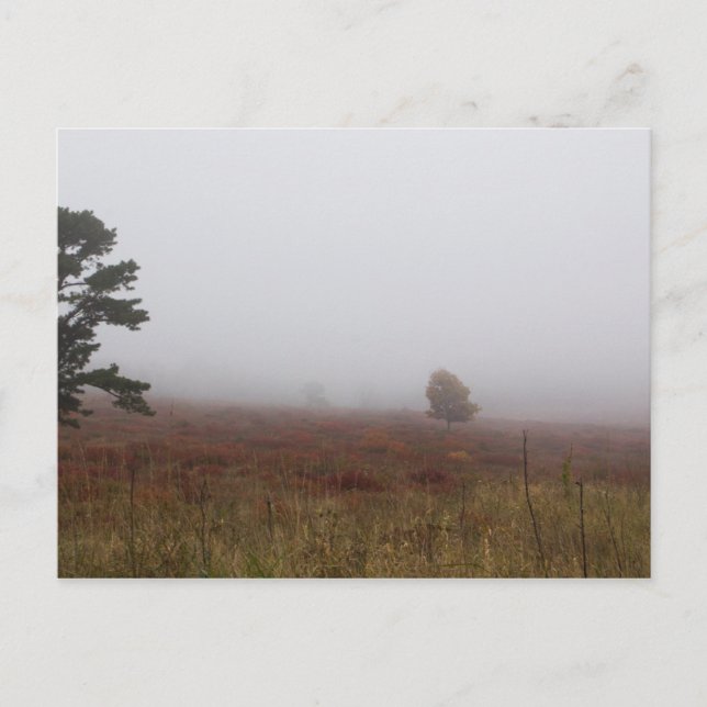 Big Meadows, Shenandoah National Park, Virginia Vykort (Framsida)