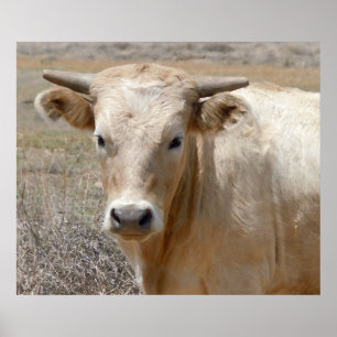 Big Öga White Charolais Cattle - Western Poster
