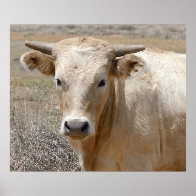 Big Öga White Charolais Cattle - Western Poster (Framsidan)