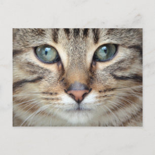 Big Ögon Tabby katt Kitten Postcard Vykort