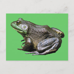 Big Old Bullfrog Animal Postcard Vykort