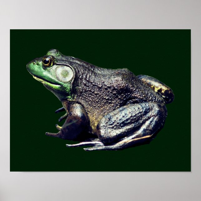 Big Old Bullfrog Nature Poster (Framsidan)