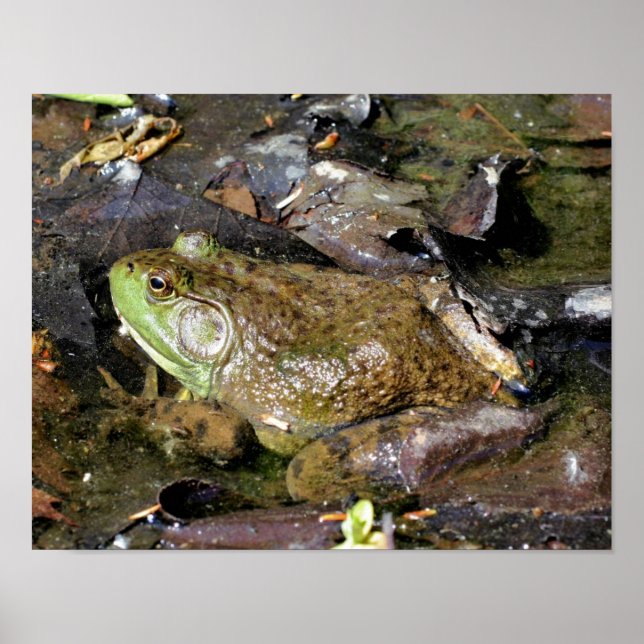 Big Old Bullfrog Nature Poster (Framsidan)