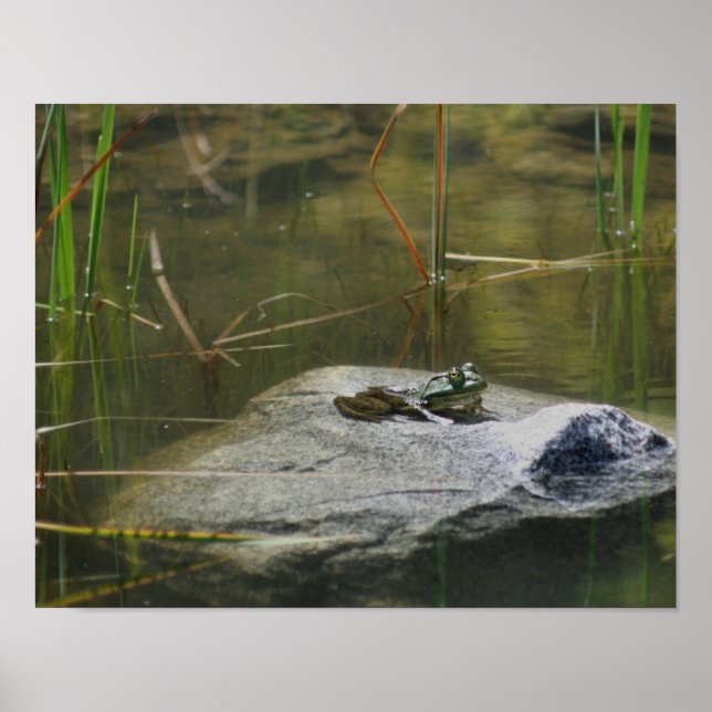 Big Old Bullfrog Pond Nature Poster (Framsidan)