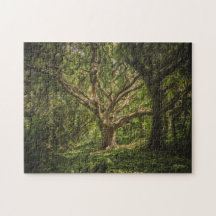 Big Old Träd i skogen