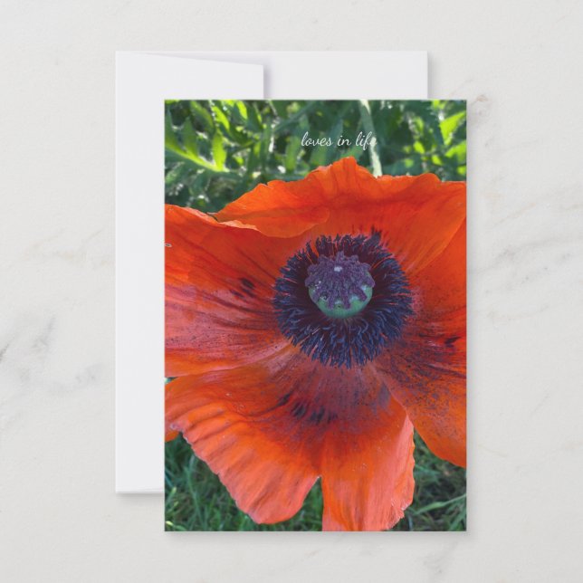 Big Orange Oriental Poppy Anteckningskort (Framsida)