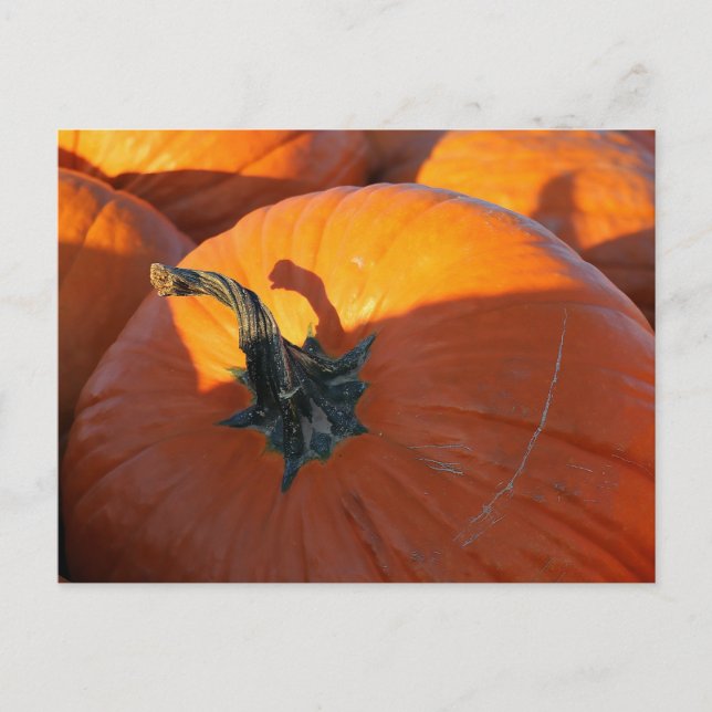 Big Orange Pumpkin Vykort (Framsida)