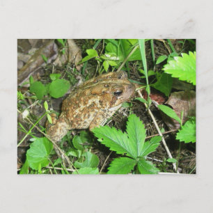 Big Pappa Toad-vykort Vykort