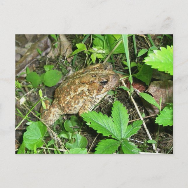 Big Pappa Toad-vykort Vykort (Framsida)