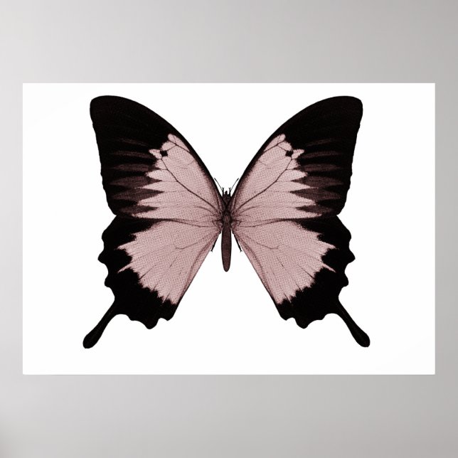 Big Red & Black Butterfly Poster (Framsidan)