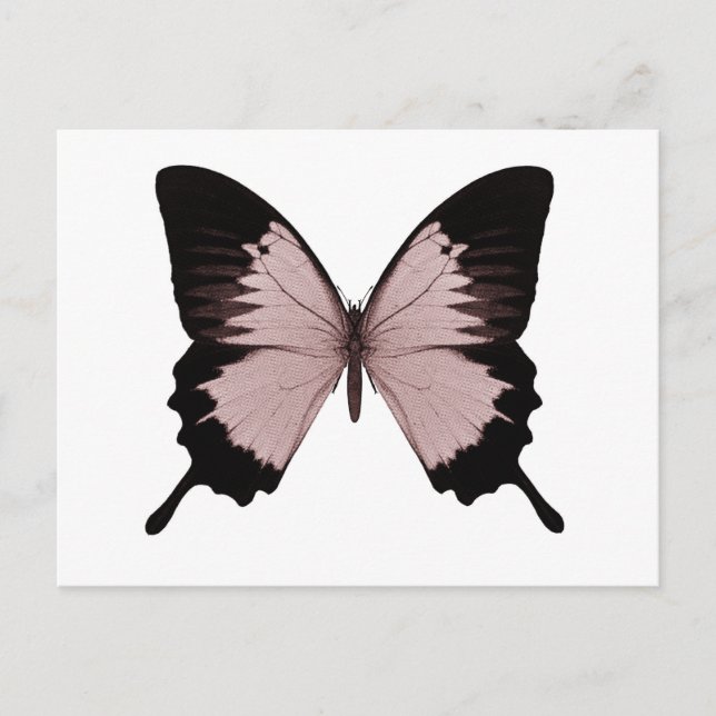 Big Red & Black Butterfly Vykort (Framsida)