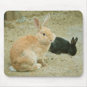 Big Red Bunny Musmatta