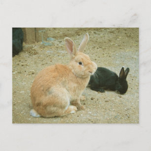 Big Red Bunny Vykort