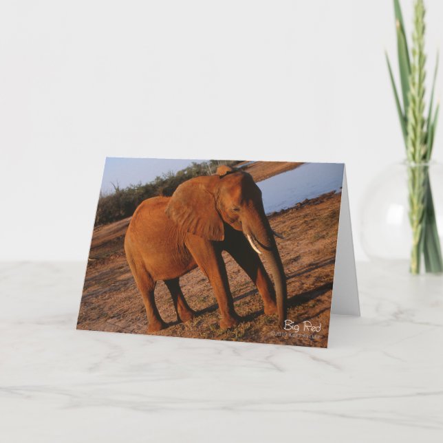 Big Red Elephant-hälsningskort Kort (Framsida)
