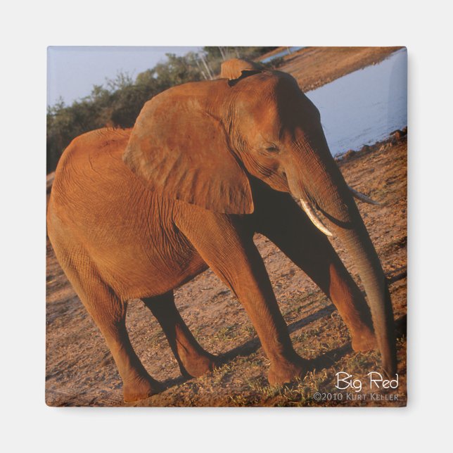 Big Red Elephant Magnet (Framsidan)
